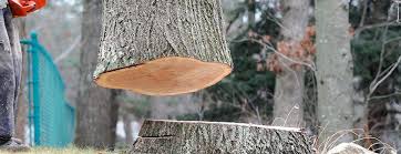 Best Storm Damage Tree Cleanup  in Russell, GA
